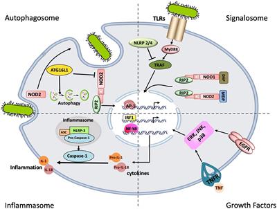 Immunomodulation as a Protective Strategy in Chronic Otitis Media